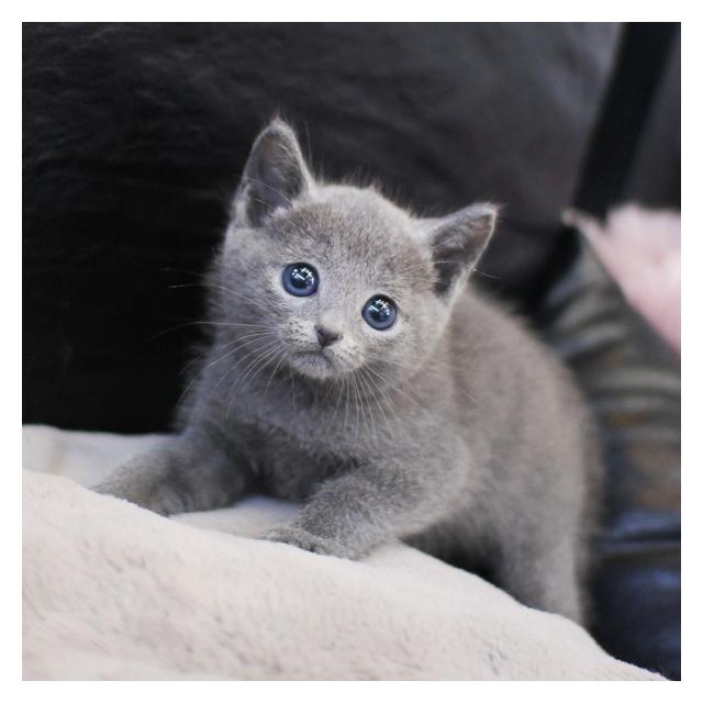 러시안블루 분양