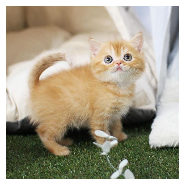 브리티쉬숏헤어 분양